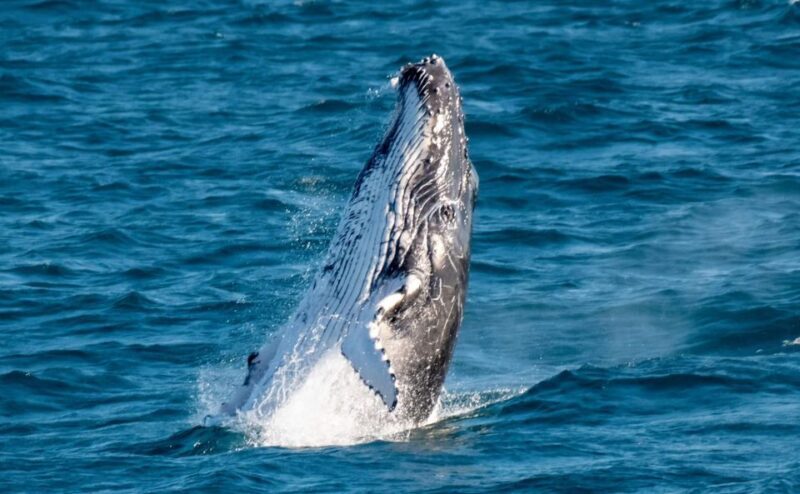 Gold Coast: Luxury Whale Watching Tour on a Superyacht - Gold Coast: Luxury Whale Watching Tour on a Superyacht