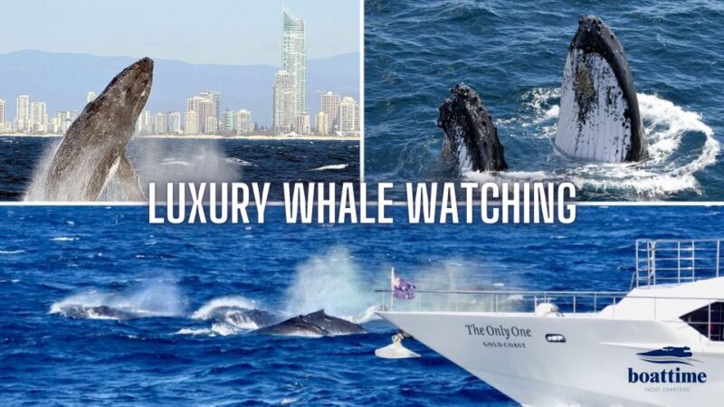 Gold Coast: Luxury Whale Watching Tour on a Superyacht - The Value for Money and Overall Quality