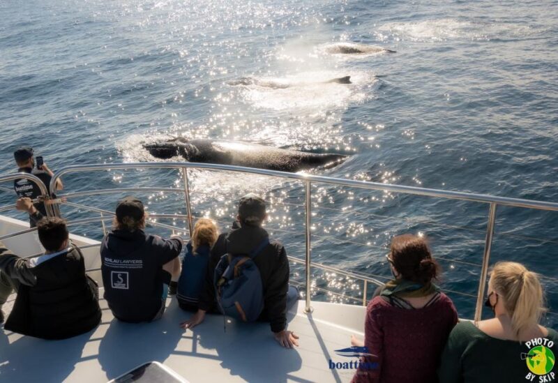 Gold Coast: Luxury Whale Watching Tour on a Superyacht - Who Should Consider This Tour?