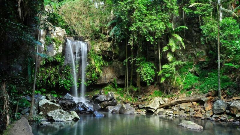 Gold Coast: Mount Tamborine Kangaroo and Koala Day Tour - An In-Depth Look at the Tour Experience