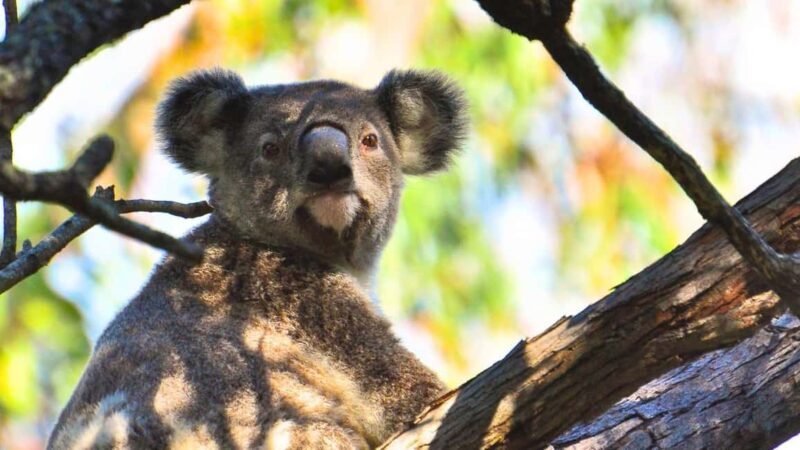 Gold Coast: Mount Tamborine Kangaroo and Koala Day Tour - What We Love About the Tour
