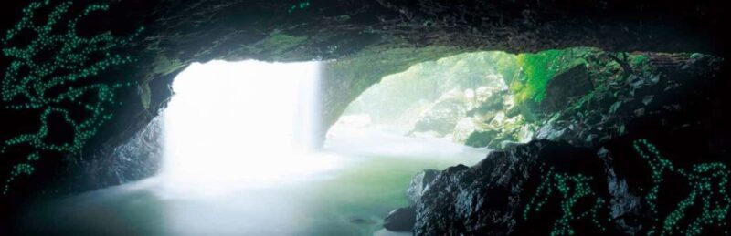 Gold Coast: Natural Bridge Glow Worm Night Tour - Key Points