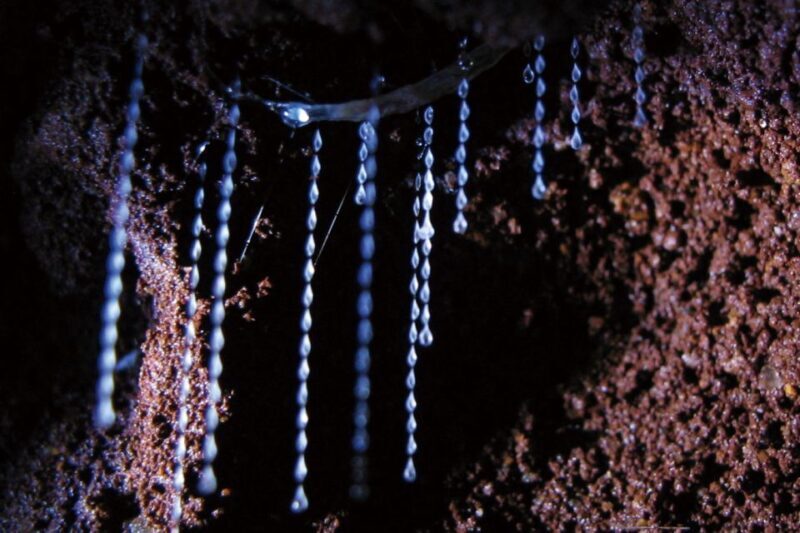 Gold Coast: Natural Bridge Glow Worm Night Tour - The Practicalities: Important Details
