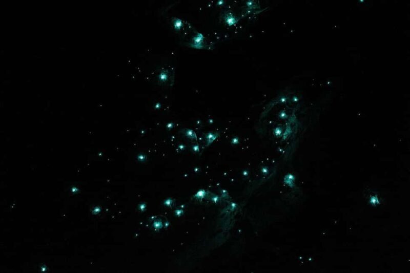 Gold Coast: Natural Bridge Glow Worm Night Tour - Final Thoughts: Is This Tour Worth It?