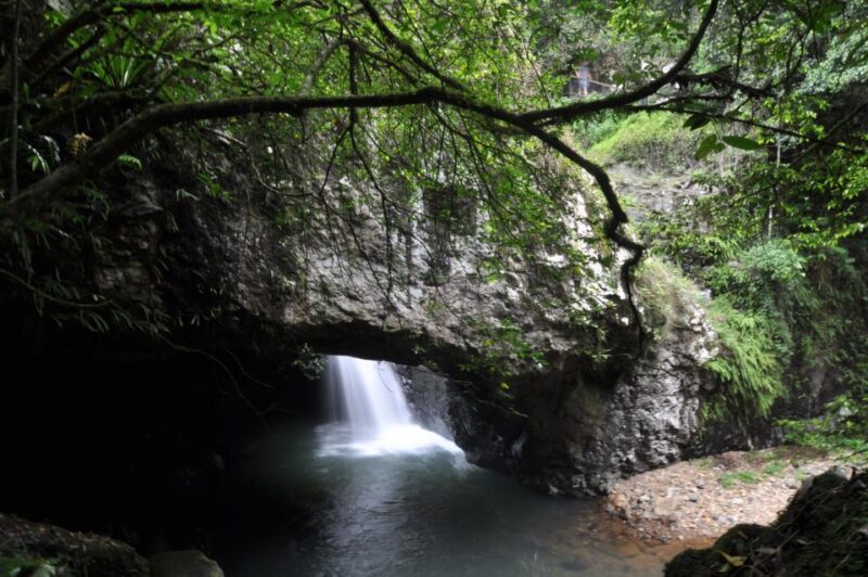 Gold Coast: Natural Bridge & Springbrook Waterfalls Tour - An In-Depth Look at the Tour Itinerary