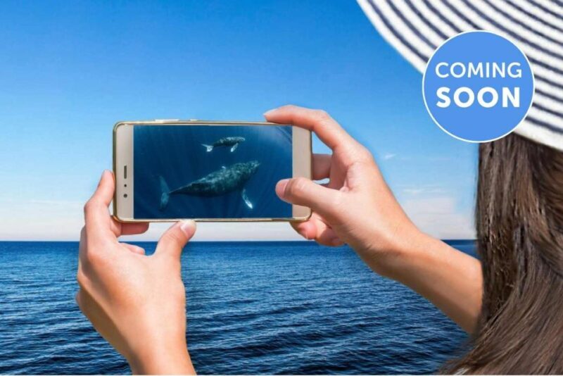 Gold Coast: Premium Whale Watching Cruise - Key Points