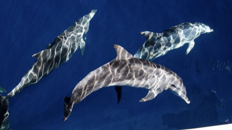 Gold Coast: Premium Whale Watching Cruise - A Complete Look at the Whale Watching Experience