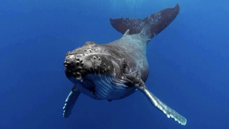 Gold Coast: Premium Whale Watching Cruise - Practical Details and Tips