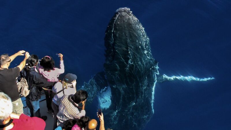 Gold Coast: Premium Whale Watching Cruise - The Sum Up