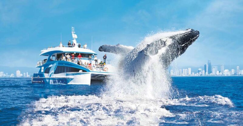 Gold Coast: Premium Whale Watching Cruise - FAQ