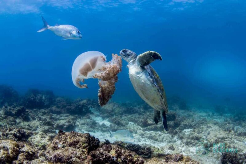 Gold Coast: Snorkel with Turtles - Key Points