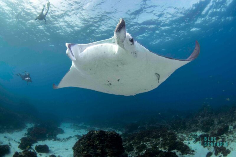 Gold Coast: Snorkel with Turtles - Final Thoughts