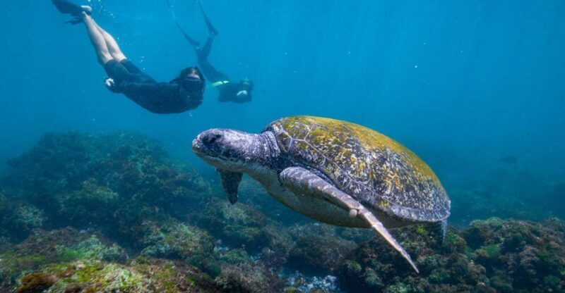 Gold Coast: Snorkeling with Turtles Half-Day Tour - Practical Details and Tips