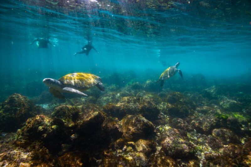Gold Coast: Snorkeling with Turtles Half-Day Tour - Authentic Experiences from Reviewers
