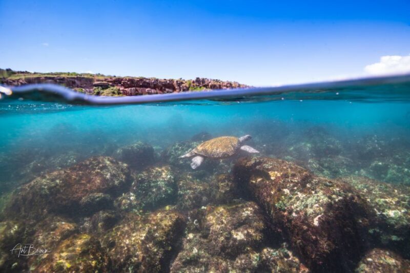 Gold Coast: Snorkeling with Turtles Half-Day Tour - FAQ