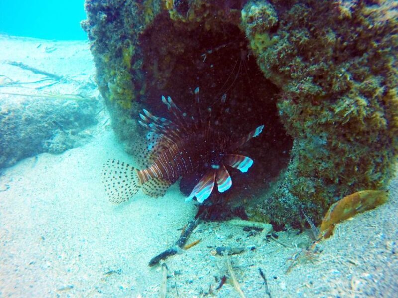 Gold Coast: Snorkelling in Wave Break Island - A Closer Look at the Snorkelling Experience