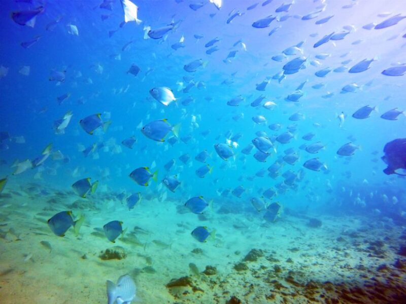 Gold Coast: Snorkelling in Wave Break Island - Final Thoughts
