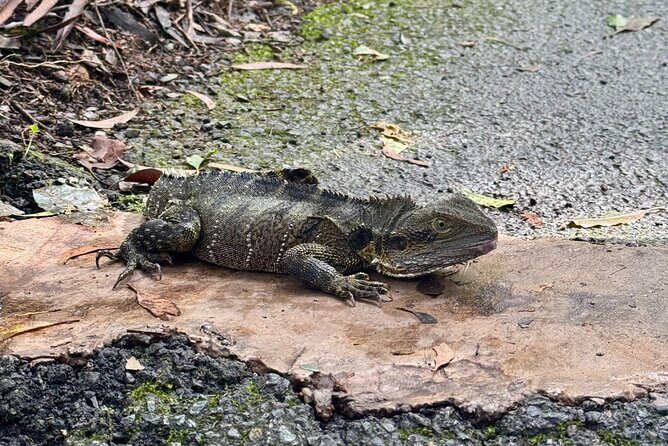 Gold Coast: Springbrook 7 Waterfalls and Natural Bridge Day Tour - Frequently Asked Questions