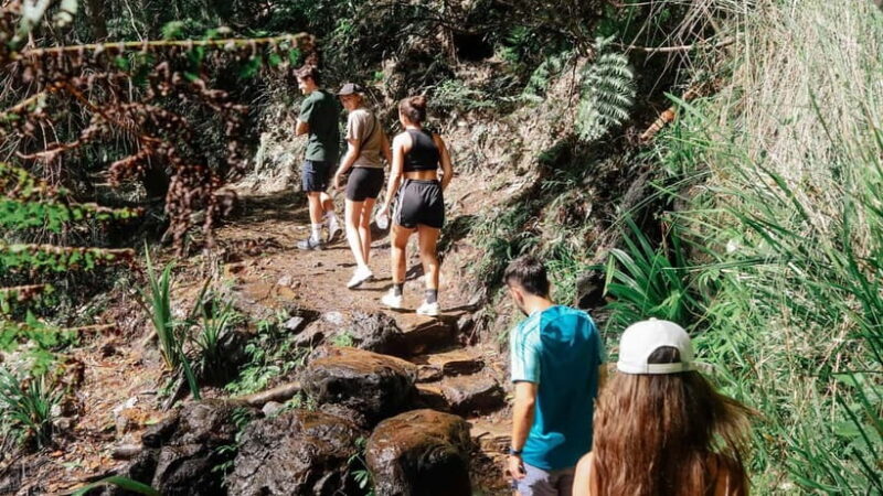 Gold Coast: Springbrook 7 Waterfalls and Natural Bridge Tour - Frequently Asked Questions
