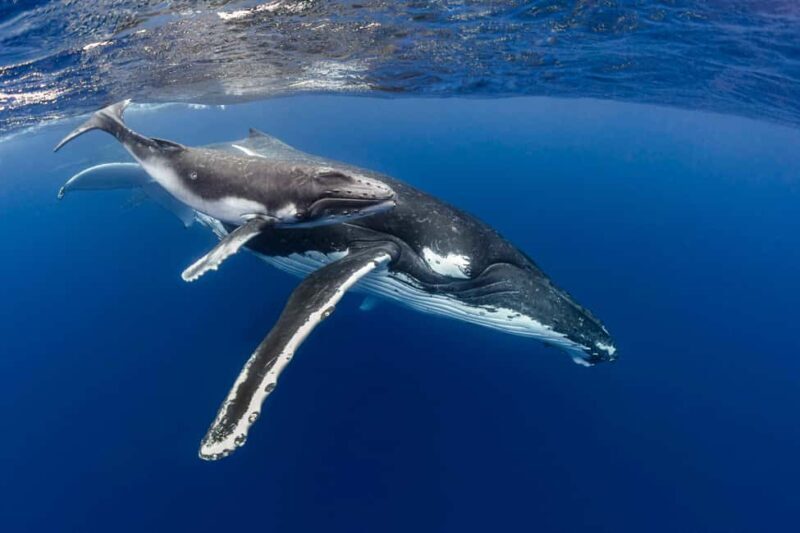 Gold Coast: Swim with Whales - Key Points