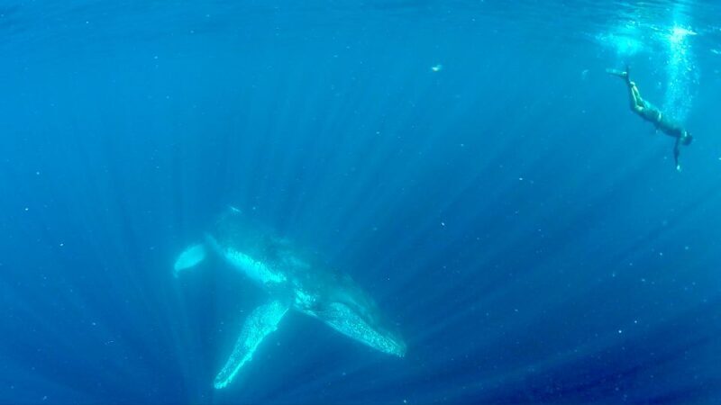 Gold Coast: Swim with Whales - Key Points