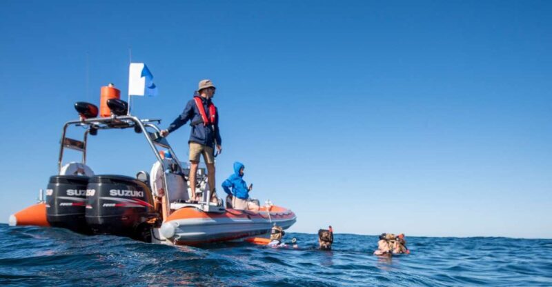 Gold Coast: Swim with Whales - An In-Depth Look at the Experience
