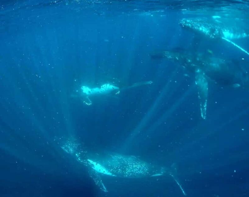 Gold Coast: Swim with Whales - Practical Details and Tips