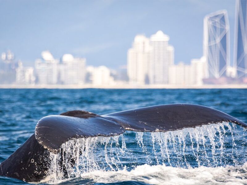 Gold Coast: Swim with Whales - FAQs