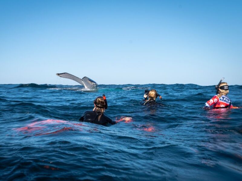 Gold Coast: Swim with Whales - The Sum Up