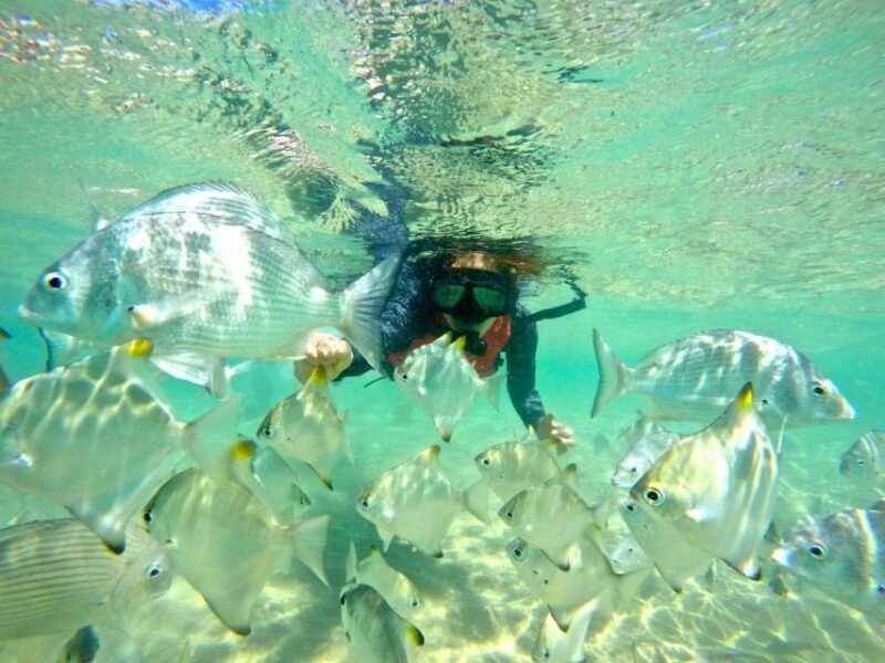 Gold Coast: Wave Break Island Kayaking & Snorkeling tour - FAQs