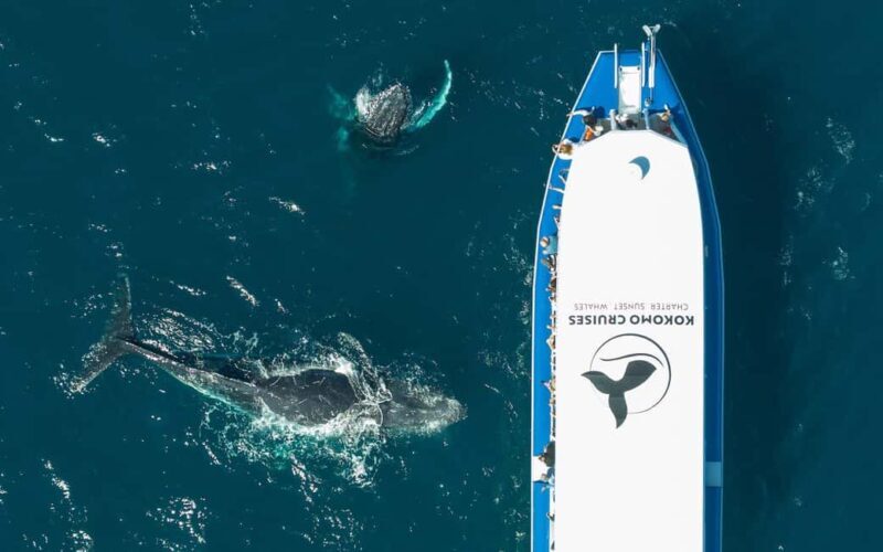 Gold Coast Whale Experience - An In-depth Look at the Gold Coast Whale Experience