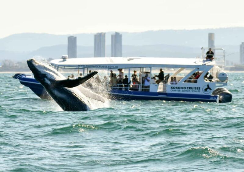 Gold Coast Whale Experience - FAQ