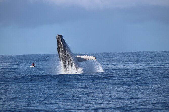 Gold Coast Whale Watching Adventure Tours - The Value For Money