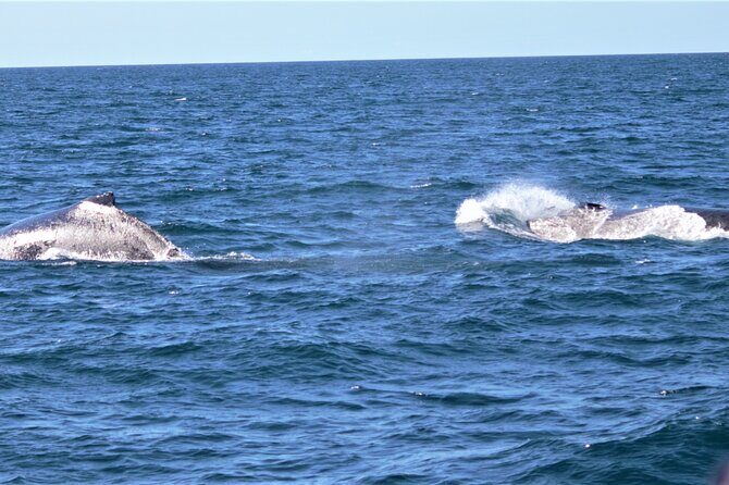 Gold Coast Whale Watching Adventure Tours - The Sum Up