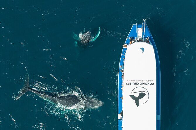 Gold Coast Whale Watching Cruise - Why the Gold Coast Whale Watching Tour Stands Out