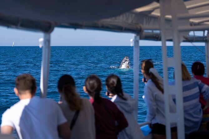Gold Coast Whale Watching Cruise - Value for Money