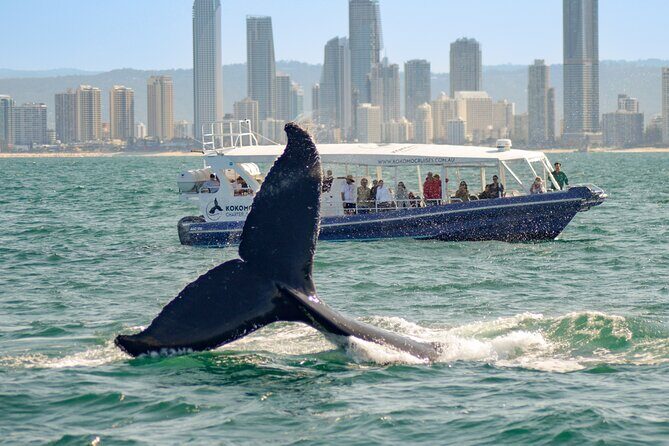 Gold Coast Whale Watching Cruise - Who Will Love This Tour?