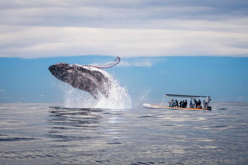 Gold Coast: Whale Watching - Gold Coast: Whale Watching