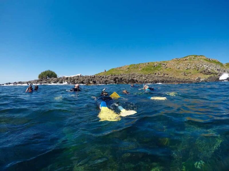 Gold Coast: Whales, Dolphins & Snorkelling with Turtles - Key Points