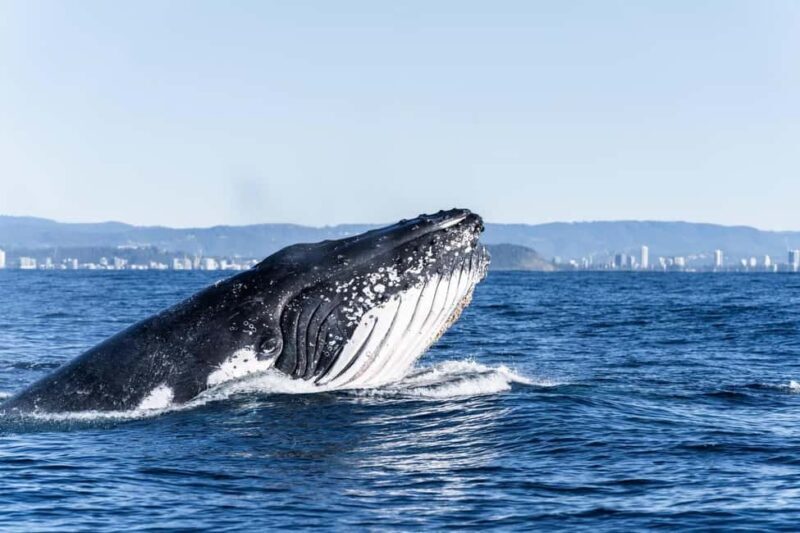 Gold Coast: Whales, Dolphins & Snorkelling with Turtles - Introduction to the Tour Experience