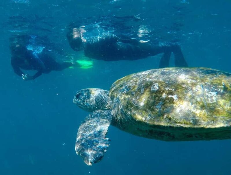 Gold Coast: Whales, Dolphins & Snorkelling with Turtles - The Value of the Tour