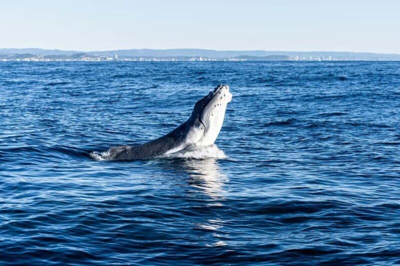 Gold Coast: Whales, Dolphins & Snorkelling with Turtles - Final Thoughts