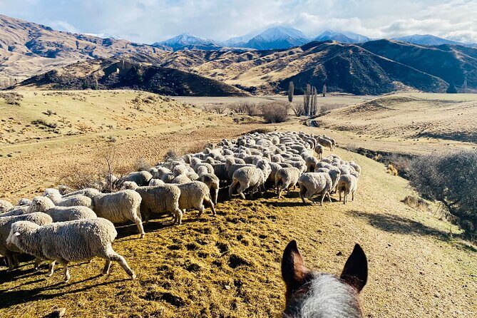 Gold Discovery Trail Horse Trek Cardrona - Most popular! - The Sum Up  