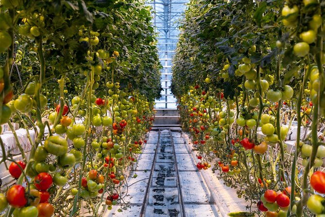 golden-circle-and-lunch-at-fridheimar-tomato-farm-with-photos