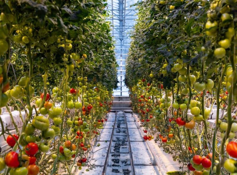 golden-circle-geysers-falls-tomato-farm-with-lunch