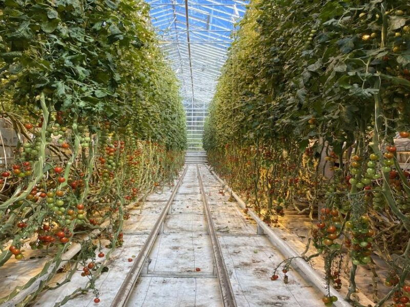 golden-circle-hot-spring-bakery-tomato-farm-private-tour
