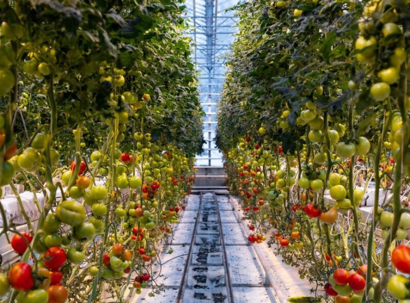 golden-circle-lunch-at-fridheimar-tomato-farm-with-photos