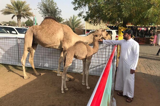 Golden Dunes & Sunset Safari with BBQ, Camel Ride & Sandboarding - Final Thoughts