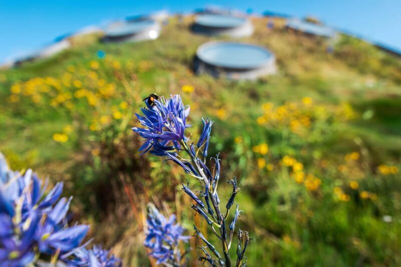 Golden Gate Park Tour With California Academy of Sciences - What Do Past Participants Say?