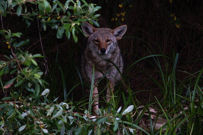 golden-gate-park-twilight-wildlife-walking-tour